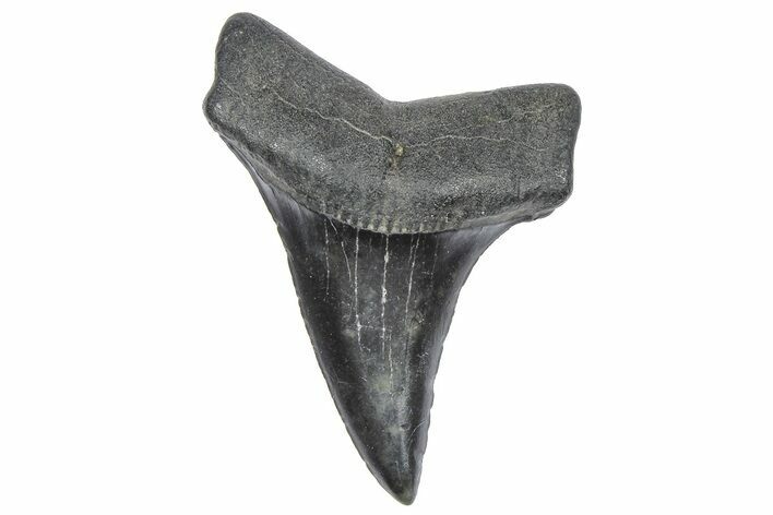 Fossil Broad-Toothed Mako Tooth - South Carolina #360854